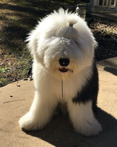 Very Large Fluffy Dog Breeds