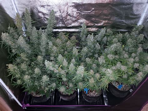 Whats The Highest Yielding Autoflowering Strain Grow Weed Easy