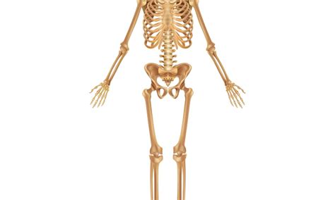 Whats The Largest Bone In The Body Imp World