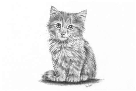 How To Draw A Cute Realistic Kitten Lutz Wasterem