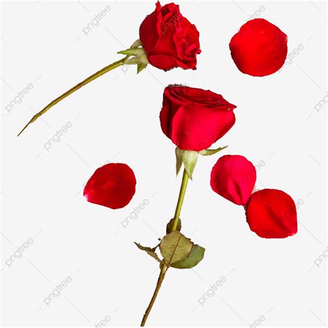 Dozen Roses Clipart Png Vector Psd And Clipart With Transparent