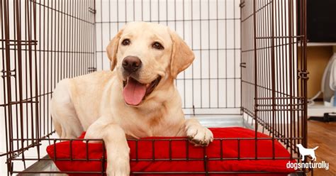 How To Crate Train A Puppy 6 Easy Steps Dogs Naturally