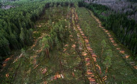 365 Days Of Climate Awareness 295 Deforestation In The Russian Taiga