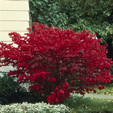 Burning Bush Pruning One Cultivar That Has Been Widely Planted Is