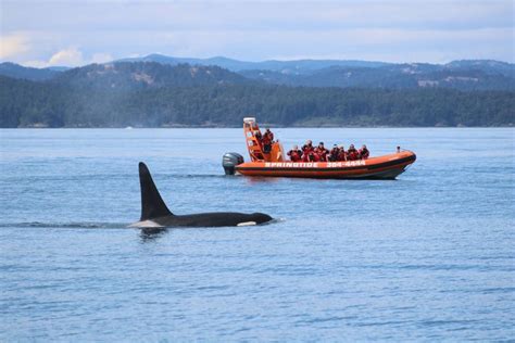 From Victoria Whale Watching Tour By Zodiac Boat Getyourguide