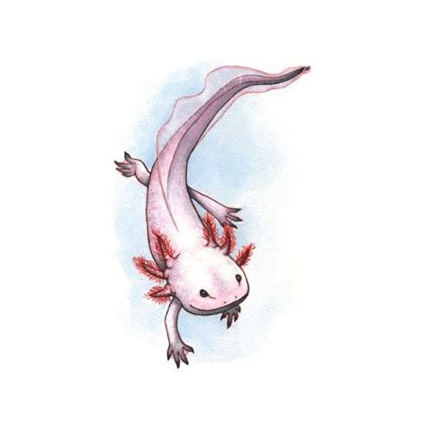 Axolotl Animal Drawings Axolotl Cute Art
