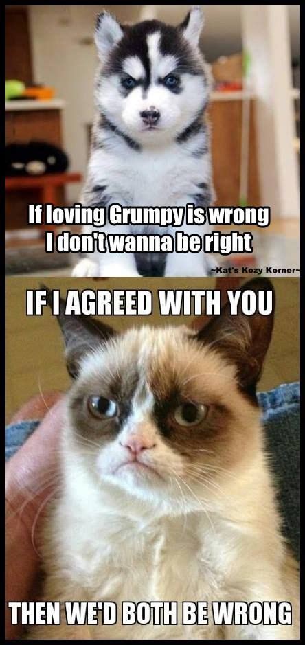 Grumpy Love Agree With You Grumpy Cat Love Views Cats Amor Gatos