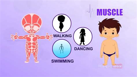 Body part names, leg parts, head parts, face parts names, arm body parts, parts of full hand. MUSCLE - Learn about Human Body Parts For Kids (Tamil ...