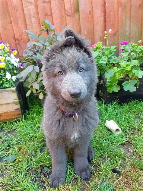 The main causes for fo this would be due to genetic variation that causes. Shieva, the blue German Shepherd😍 | Blue german shepherd, Shepherd dog, Shepherd puppies