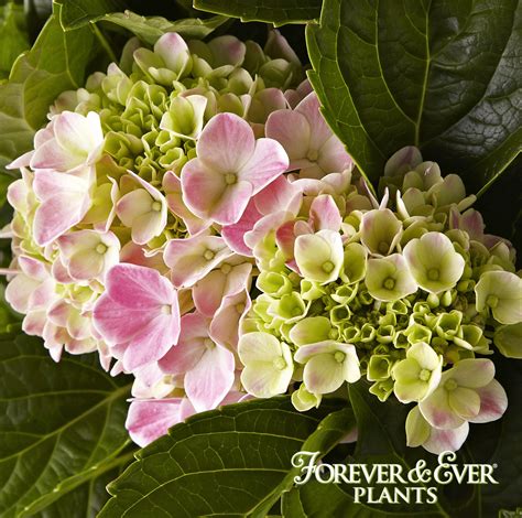 Hydrangeas are popular shrubs with colorful flowers that bloom through summer and into fall. Forever & Ever Hydrangea Bloom Stage 3-10 to 14 days 'til ...