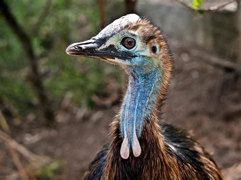 Baby Cassowaries All You Need To Know With Pictures Birdfact