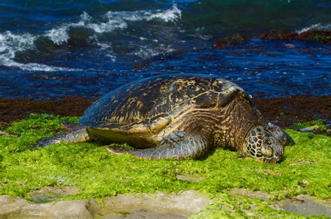 Green Sea Turtle Laniakea Beach Oahu Hawaii R Wildlifephotography