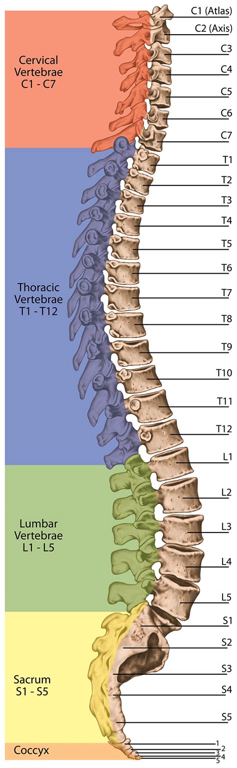 And coccygeal the tail bone. Back Bones Diagram / Back And Spine Complete Pain Care ...