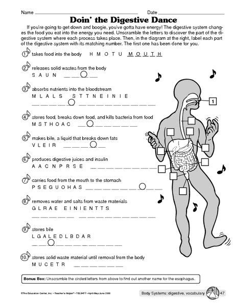 human digestive system worksheet answers key fill   blank