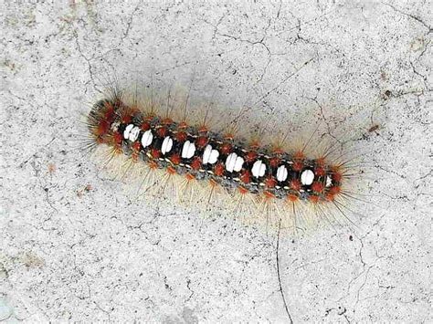 Caterpillar Identification Update Wildlife Insight