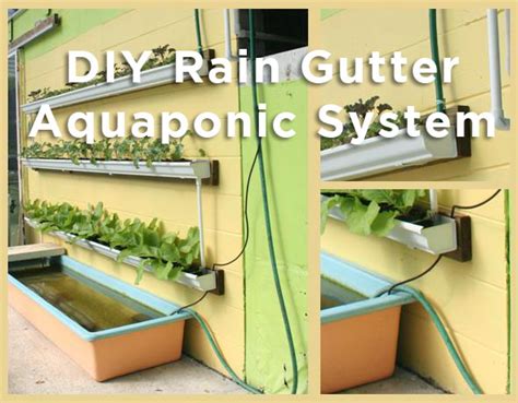 However, if you have done some research, you would have realized that numerous diy videos are describing how to build an aquaponics system from scratch. DIY Rain Gutter Aquaponic System - Off Grid World