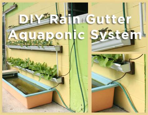 Plant a leafy crop such as lettuce and a fruiting crop such as tomatoes and monitor to see which one does best in aquaponics. DIY Rain Gutter Aquaponic System
