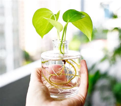26 Incredible Plants You Can Easily Grow In Water Posh Pennies