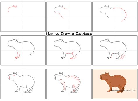 How To Draw A Capybara Standing Step By Step Cute Easy