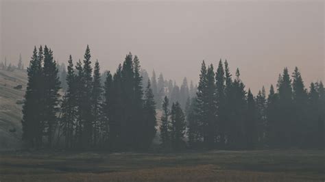 • last updated 8 weeks ago. 1366x768 Wallpaper forest, hill, fog | Ideias fotografia ...