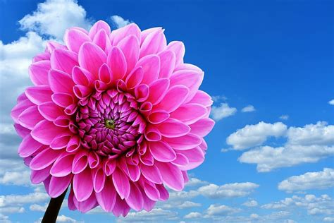 Hd Wallpaper Pink Dahlia Flower Under White Clouds Blue Skies Daytime