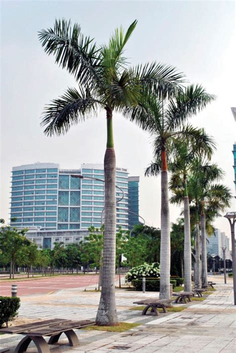 A mukim is a type of administrative division used in brunei, indonesia, malaysia and singapore. Palma hiasan mewah | Harian Metro