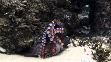 Best Octopus Sex Youtube