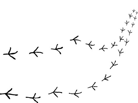 Bird Footprints Png Png Image Collection