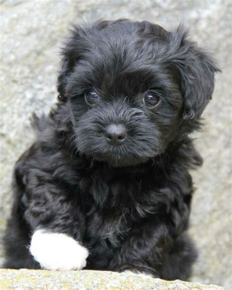 Little Black Puppy With One White Paw Black Puppy Shih Poo Puppies