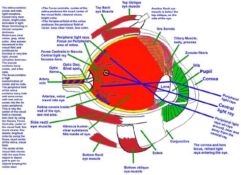 Human Eye Anatomy And Functions Diagram Tvi Eye Anatomy