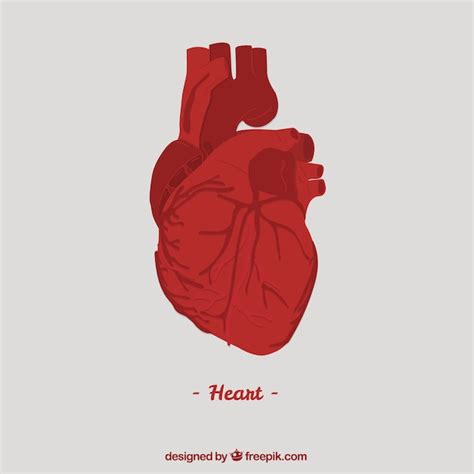 Premium Vector Human Heart