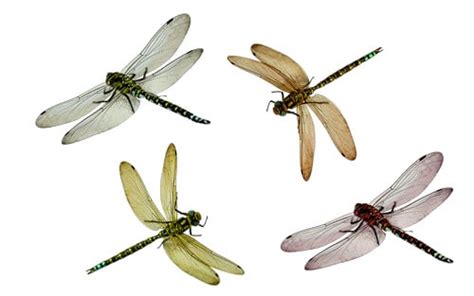 Types Of Dragonflies Learn About Nature