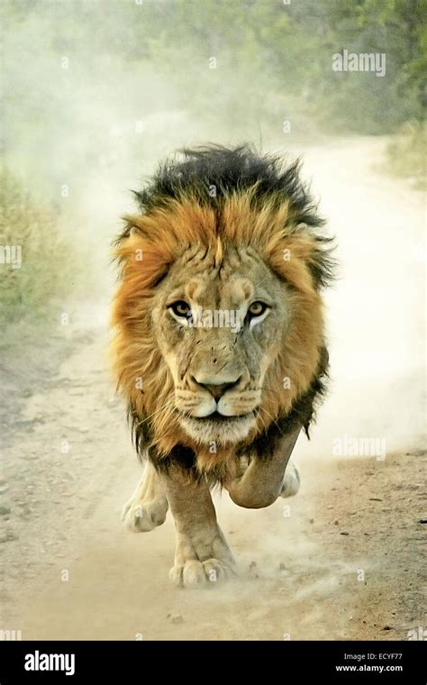 A Male Lion Chases The Camera Staring Intently With A Look Of Menace
