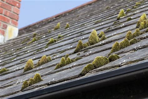Stop Moss And Algae From Compromising Your Roof All American Restoration