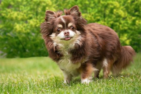 What Were Chihuahuas Bred For History And Faqs Pet Keen