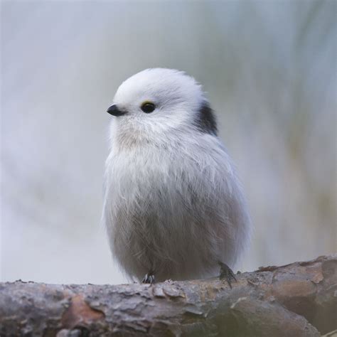 The Cutest Bird By Kim Abel On 500px Pretty Birds Cute Birds