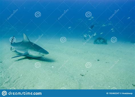Bull Shark Carcharhinus Leucas Reefs Of The Sea Of Cortez Stock