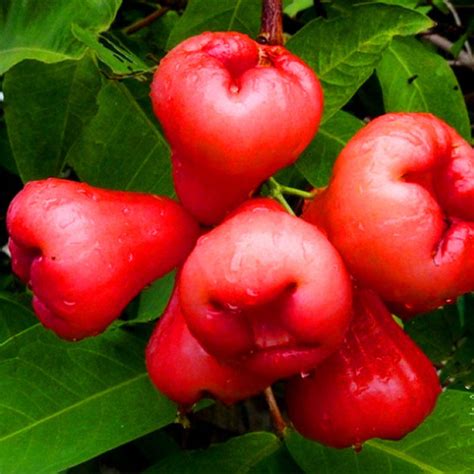 The jambu fruit dove inhabits mangrove swamps and lowland rain forests up to 1,500 m (4,900 ft) and is also it is usually seen alone or in pairs, but a sizable flock may gather when feeding at a fruit tree. egrow 100 pcs/pack jambu air seeds rose wax apple bonsai ...