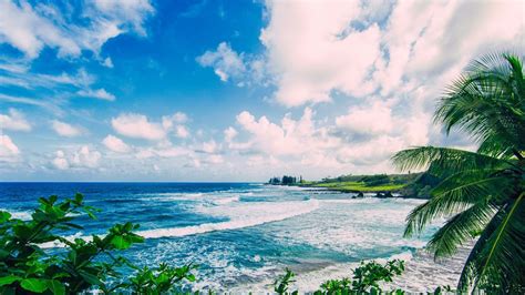 Download Ocean Waves Clouds Palm Maui Beach Hawaii Blue Palms Beach