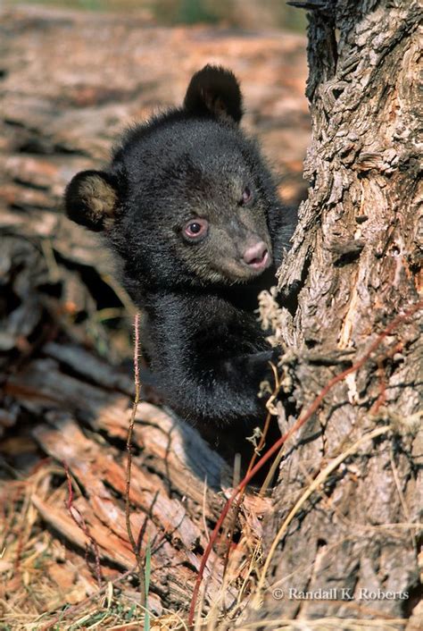 Black Bear Cub Captive Near Limon Colorado Scientific Name Ursus