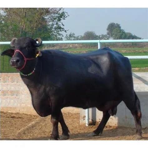 Female Black Indian Murrah Buffalo Rs 85000 Mahalakshmi Dairy Farm