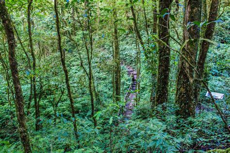 Rain Forest In Doi Inthanon Chiangmai Free Stock Photo Public Domain