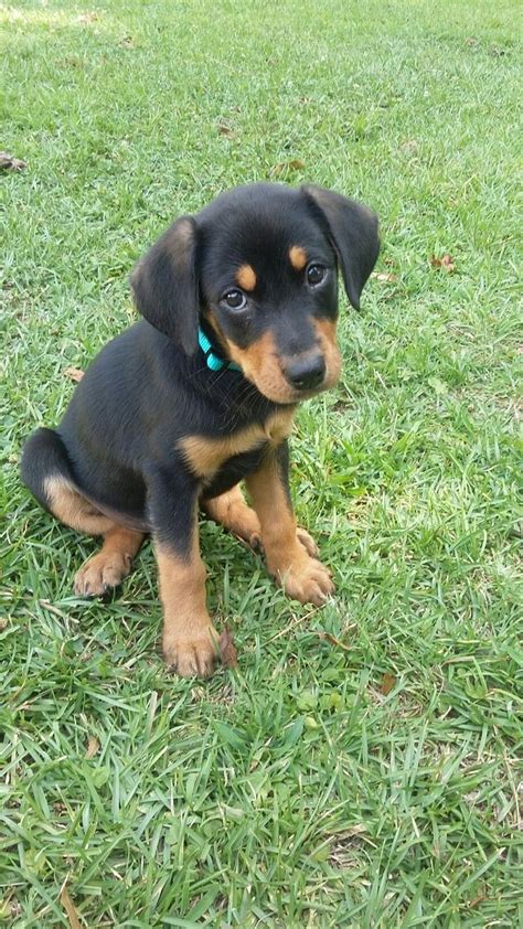 Rottweiler Lab Mix Puppies Rottweiler Lab Mix The Complete Labrottie