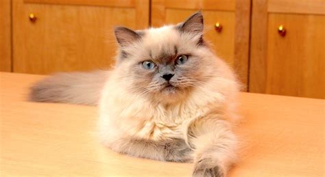 20 Fun Facts You Didnt Know About Himalayan Cats