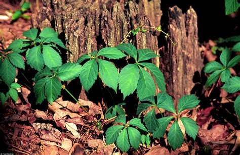 14 Invasive Plants And Bugs And What You Can Do About Them