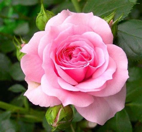 Pin De Rosa Muñez Jiménez En Bellas Flores Rosas Bonitas Rosas