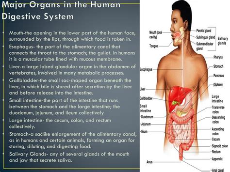 Ppt Digestive System Powerpoint Presentation Free Download Id2039336