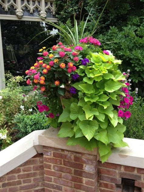 Flower of the sweet potato vine, botanical name ipomoea batatas. Pin on The Garden ( containers)