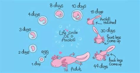 The Fascinating Life Cycle Of An Axolotl With Pictures Axolotl Expert