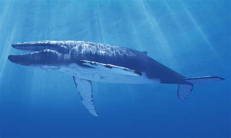 Der blauwal (balaenoptera musculus) zählt innerhalb der familie der furchenwale (balaenopteridae) zur gattung balaenoptera. Bessere Zeiten für Blauwale: WWF beklagt Aussterben von ...